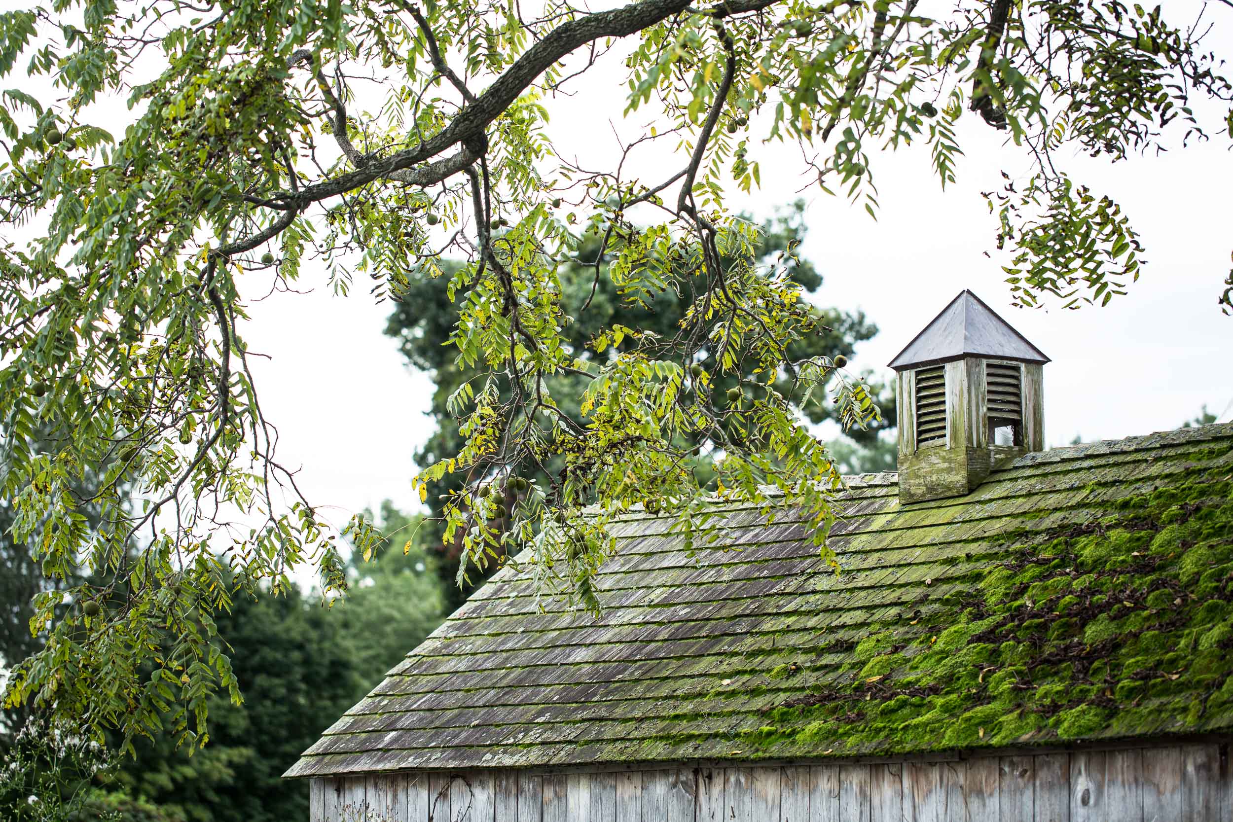 TheHickories-172